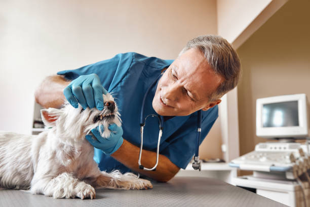 Best 24-Hour Emergency Dental Care in La Puebla, NM
